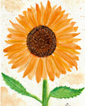 Follow the Sun