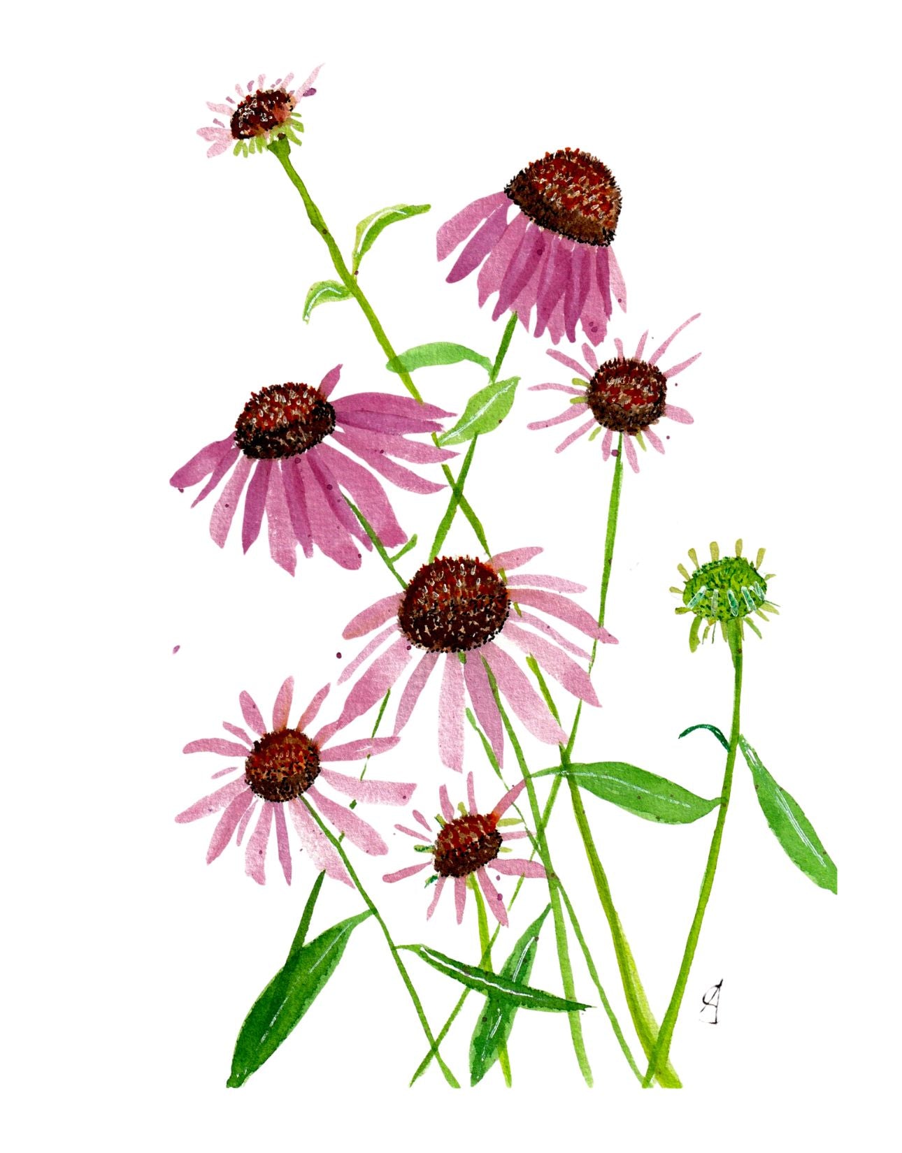 Echinacea Secret Affair